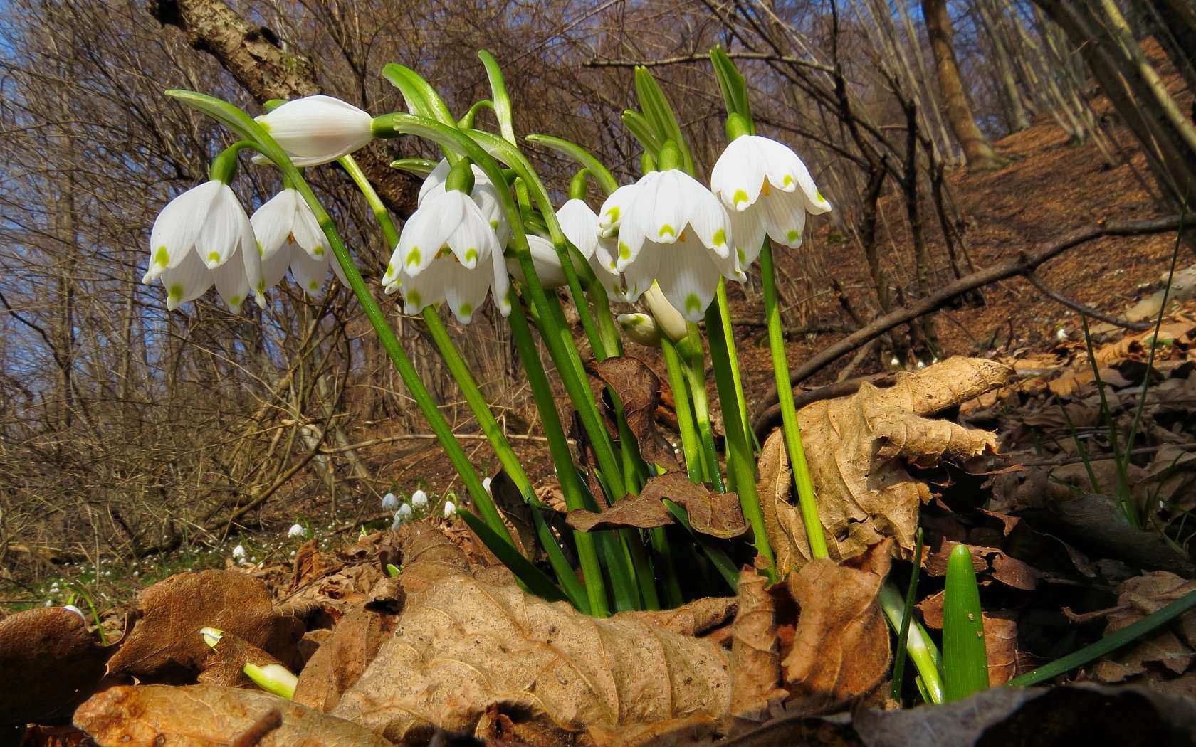 Fiori della Primavera